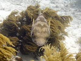 IMG 3675 Porcupinefish